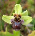 Ophrys bombyliflora (Bumble-Bee Orchid) - CLICK TO ENLARGE PHOTO