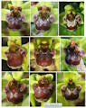 Ophrys bombyliflora (Bumble-Bee Orchid) - CLICK TO ENLARGE PHOTO