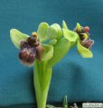 Ophrys bombyliflora (Bumble-Bee Orchid) - CLICK TO ENLARGE PHOTO