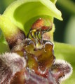 Ophrys bombyliflora (Bumble-Bee Orchid) - CLICK TO ENLARGE PHOTO