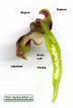 Ophrys bombyliflora (Bumble-Bee Orchid) - CLICK TO ENLARGE PHOTO