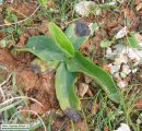 Ophrys bombyliflora (Bumble-Bee Orchid) - CLICK TO ENLARGE PHOTO