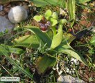 Ophrys bombyliflora (Bumble-Bee Orchid) - CLICK TO ENLARGE PHOTO