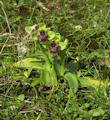 Ophrys bombyliflora (Bumble-Bee Orchid) - CLICK TO ENLARGE PHOTO