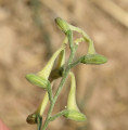 Delphinium halteratum (Winged Larkspur) - CLICK TO ENLARGE PHOTO