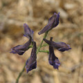 Delphinium halteratum (Winged Larkspur) - CLICK TO ENLARGE PHOTO