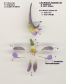 Delphinium halteratum (Winged Larkspur) - CLICK TO ENLARGE PHOTO