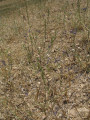 Delphinium halteratum (Winged Larkspur) - CLICK TO ENLARGE PHOTO