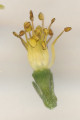 Delphinium halteratum (Winged Larkspur) - CLICK TO ENLARGE PHOTO