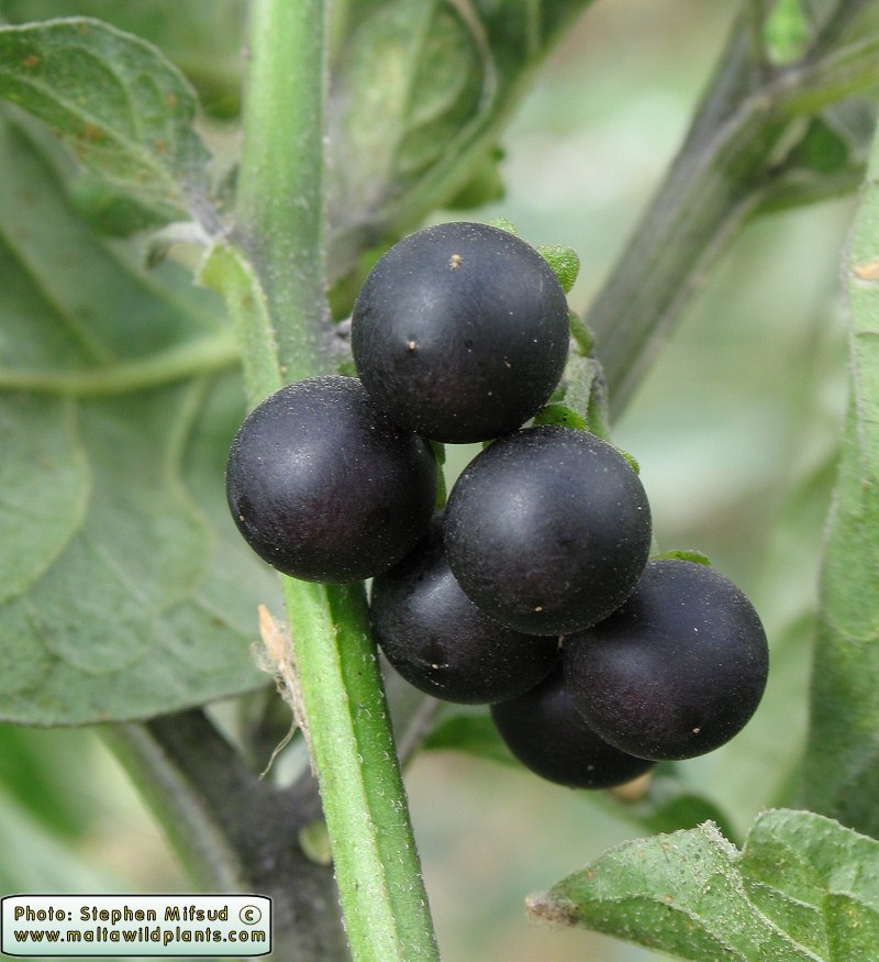 Бзника ягода. Паслен санберри. Паслен ягода. Паслен черный санберри. Паслён чёрный (Solanum nigrum l.).